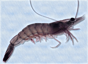 shrimp free clipart