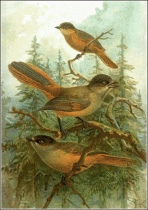 siberian jay free clipart