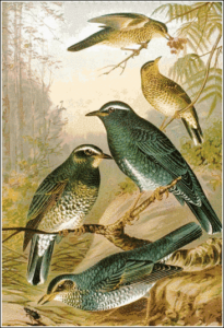 siberian thrush free clipart