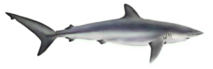 silky shark carcharhinus falciformis free clipart