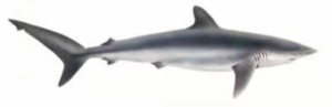 silky shark free clipart