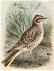 skylark free clipart