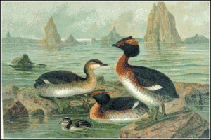 slavonian grebe free clipart