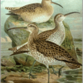 slender billed curlew free clipart