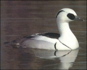 smew free clipart