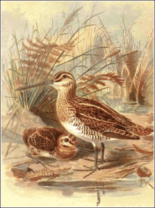 snipe free clipart