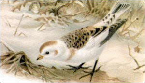 snow bunting free clipart