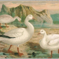 snow goose free clipart