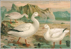 snow goose free clipart