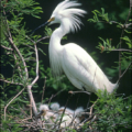 snowy egret free clipart