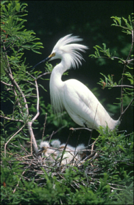 snowy egret free clipart