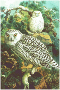 snowy owl free clipart