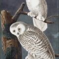 snowy owl free clipart