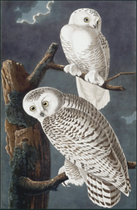 snowy owl free clipart