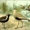 sociable plover free clipart