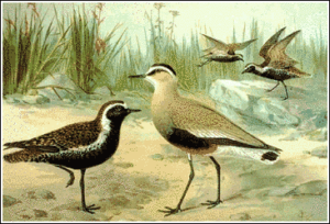 sociable plover free clipart