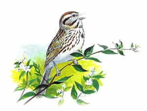 song sparrow free clipart