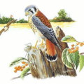 sparrow hawk free clipart