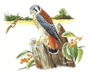 sparrow hawk free clipart