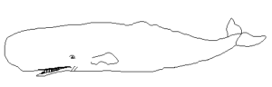 sperm whale free clipart