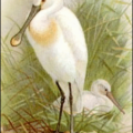 spoonbill free clipart