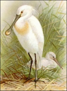 spoonbill free clipart
