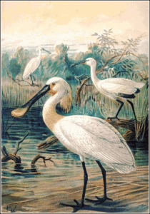 spoonbill free clipart