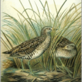 spotted crake free clipart