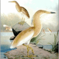 squacco heron free clipart