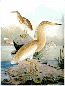squacco heron free clipart