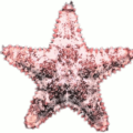 starfish full free clipart