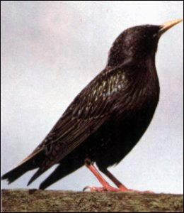 starling free clipart