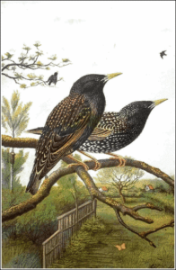 starling murmurations free clipart
