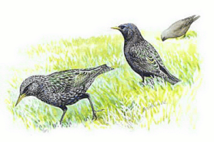 starlings free clipart