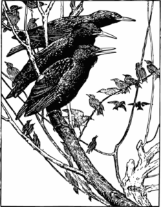 starlings free clipart