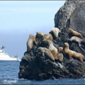 steller sea lions free clipart