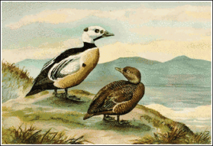 stellers eider free clipart