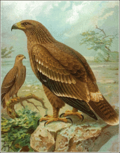 steppe eagle free clipart