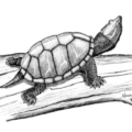 stinkpot turtle free clipart