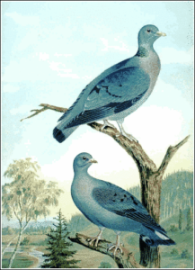 stock dove free clipart