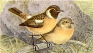 stone chat free clipart
