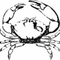 stone crab free clipart