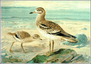 stone curlew free clipart