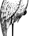 stork bw sketch free clipart