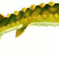 sturgeon free clipart