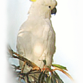 sulphur crested cockatoo free clipart