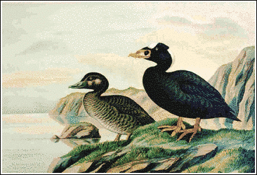 surf scoter free clipart surf scoter free clipart