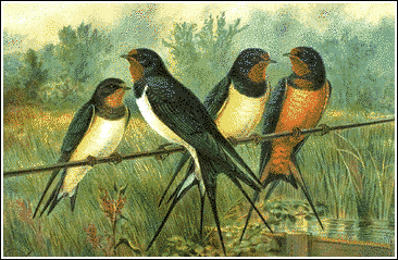 swallow free clipart swallow free clipart