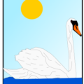 swan floating free clipart