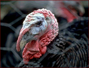 thanksgiving closeup turkey free clipart